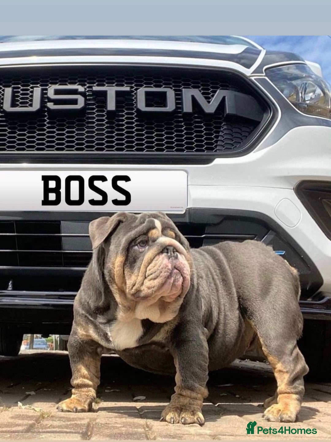 English Bulldog dogs for sale: English bulldog puppies  - Advert 7