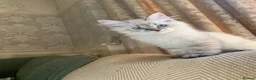 Siberian cats for sale: Pure Siberian Kitten- Microchipped, Vaccinated - Advert 4