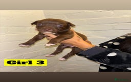 Mixed Breed dogs for sale: Beautiful Border collie/kelpie X staff cross pups - Image 11