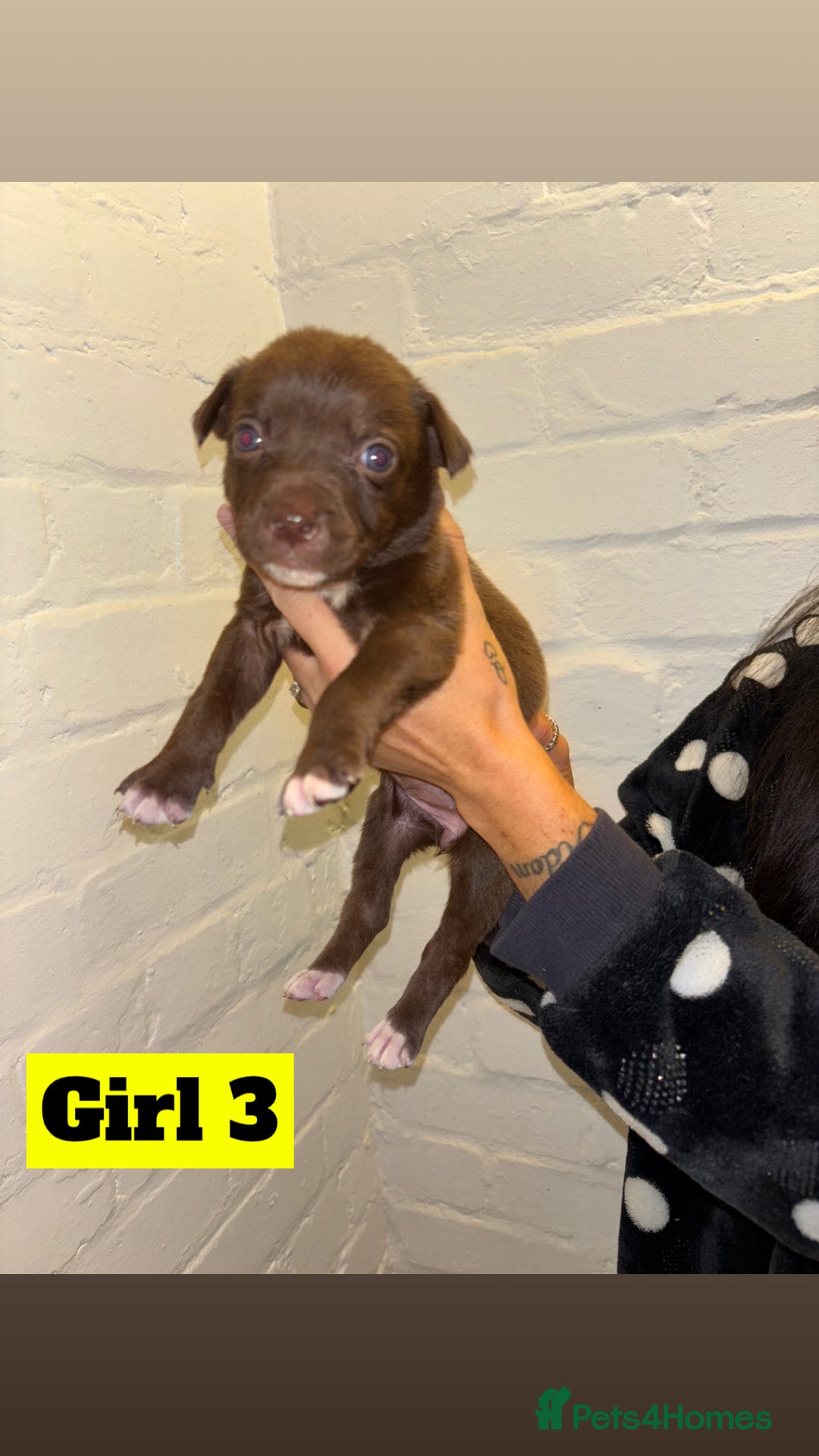 Mixed Breed dogs for sale: Beautiful Border collie/kelpie X staff cross pups - Image 11