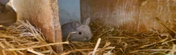Netherland Dwarf rabbits for sale: Cute cheeky little netherland dwarf babies-2m left - Advert 4