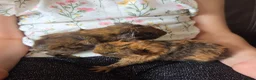 Guinea Pig rodents for sale: Baby guinea pigs, 1 girl, 1 boy - Advert 2