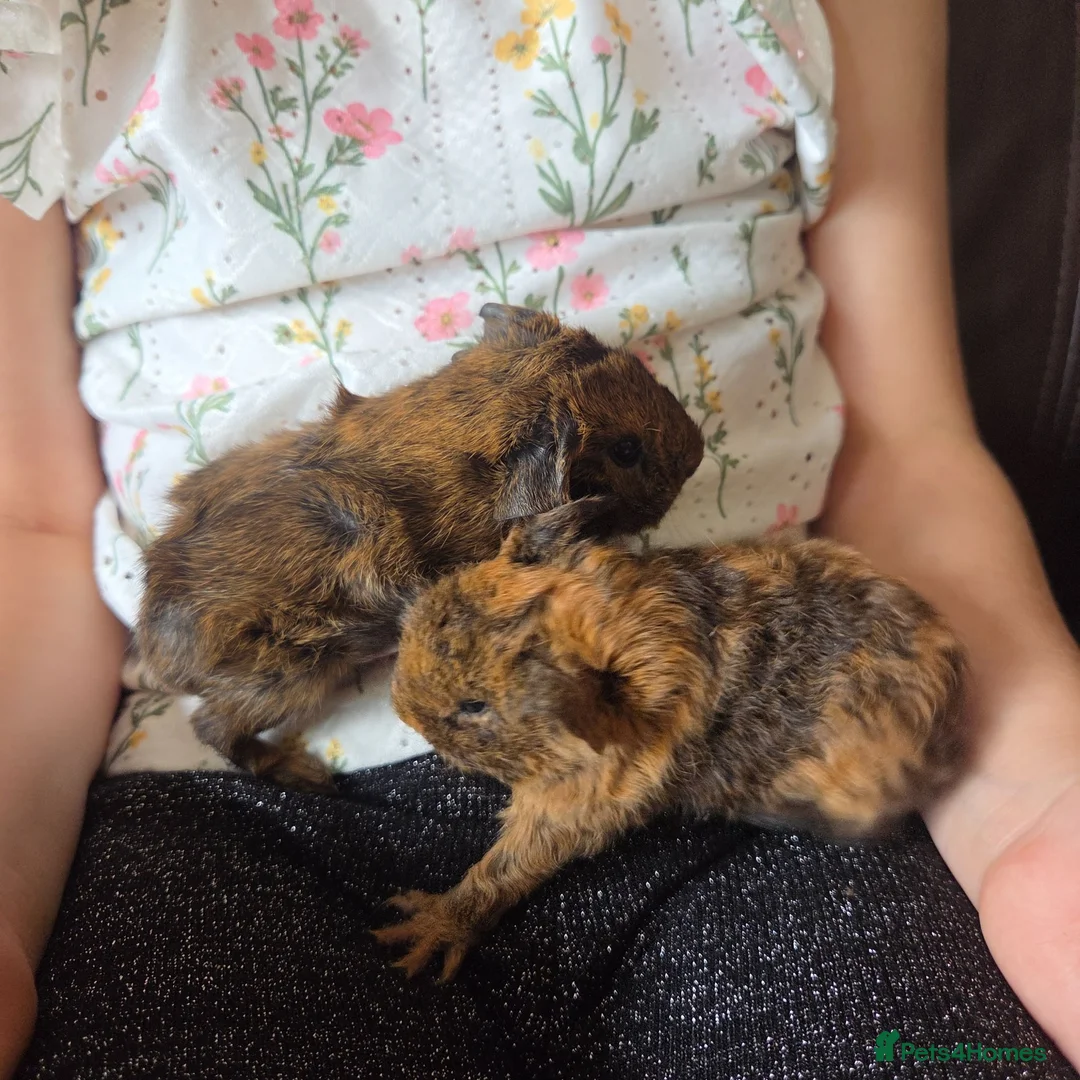 Guinea Pig rodents for sale: Baby guinea pigs, 1 girl, 1 boy - Advert 2