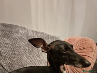Italian Greyhound dogs KC registered Italian puppy’s - Advert 1