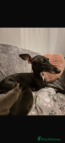 Italian Greyhound dogs KC registered Italian puppy’s - Advert 1