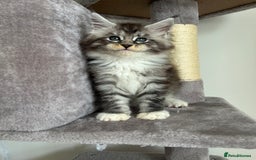 Maine Coon cats for sale: Maine Coon Silver Boy - Image 2