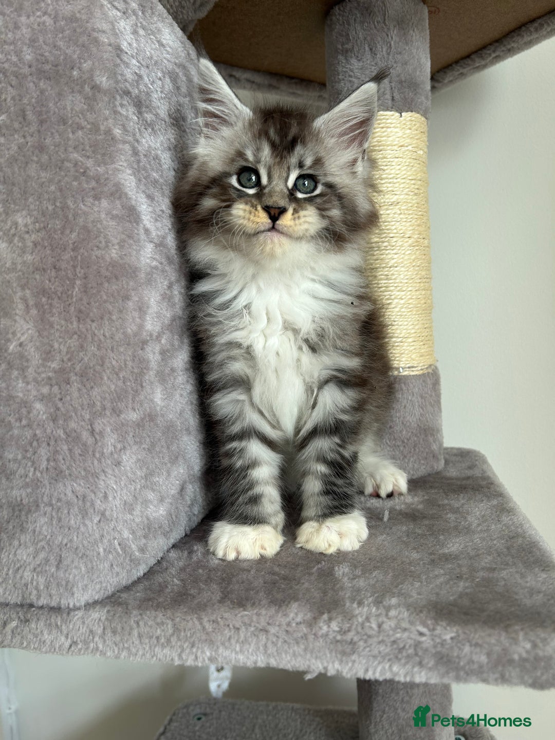 Maine Coon cats for sale: Maine Coon Silver Boy - Image 2