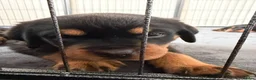 Rottweiler dogs for sale: Pure Breed Rottweiler  - Advert 10