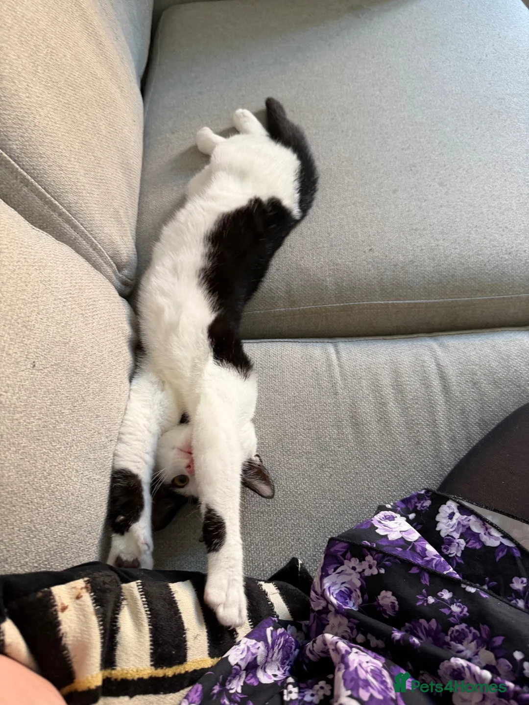 British Shorthair cats for sale: 6 month old Loki - New home needed  in Colwyn Bay - Advert 6