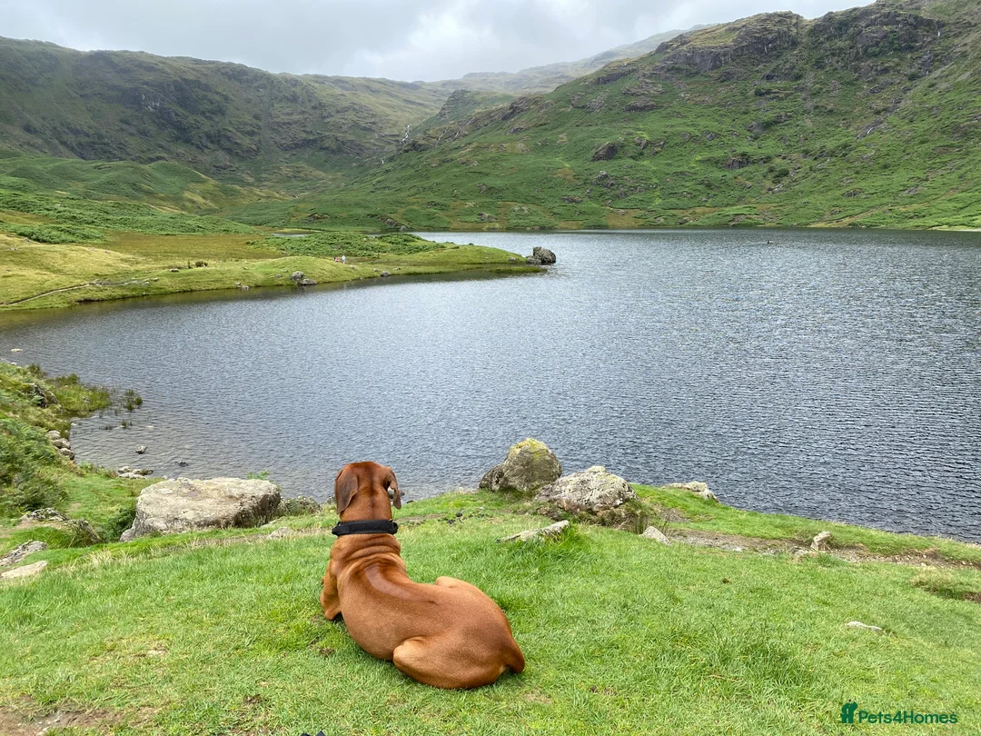 Rhodesian Ridgeback dogs for stud: Proven KC Reg Fully Health Tested RR for Stud in Bolton - Advert 9