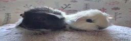 Guinea Pig rodents for sale: Beautiful Baby Boars  - Advert 3