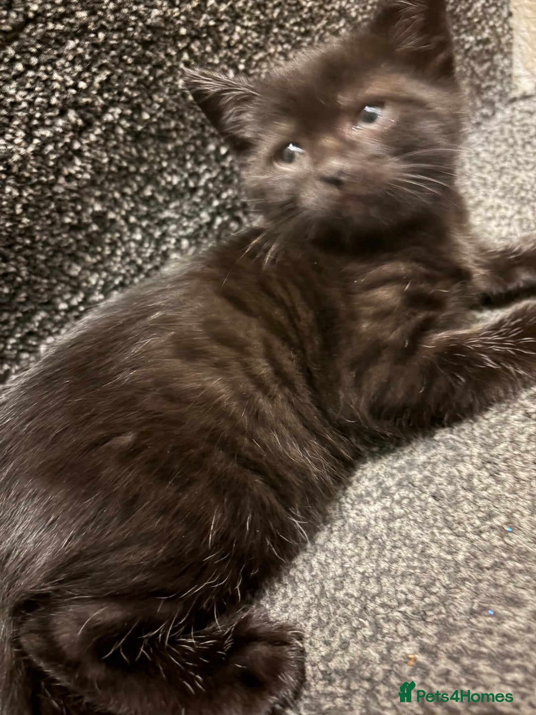 Mixed Breed cats for sale: 4 beautiful kittens  - Image 10