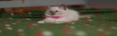 Ragdoll 4