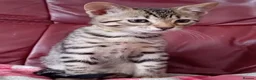 Bengal cats for sale: Bengal Kittens: Princess, Hunter & Friend - Advert 14