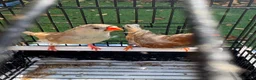 Mixed Breed birds for sale: Zebra Finches  - Advert 4
