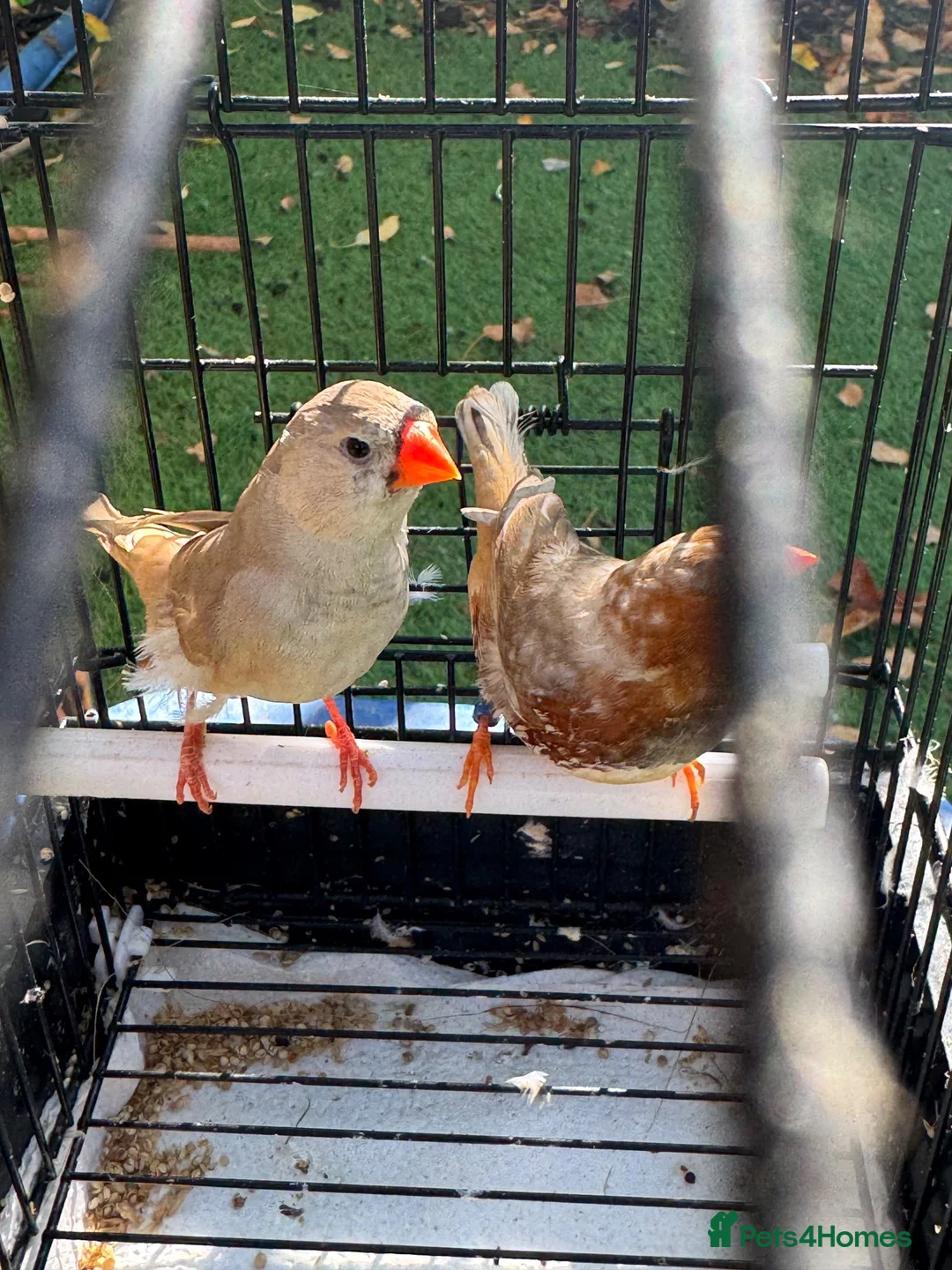 Mixed Breed birds for sale: Zebra Finches  - Advert 4