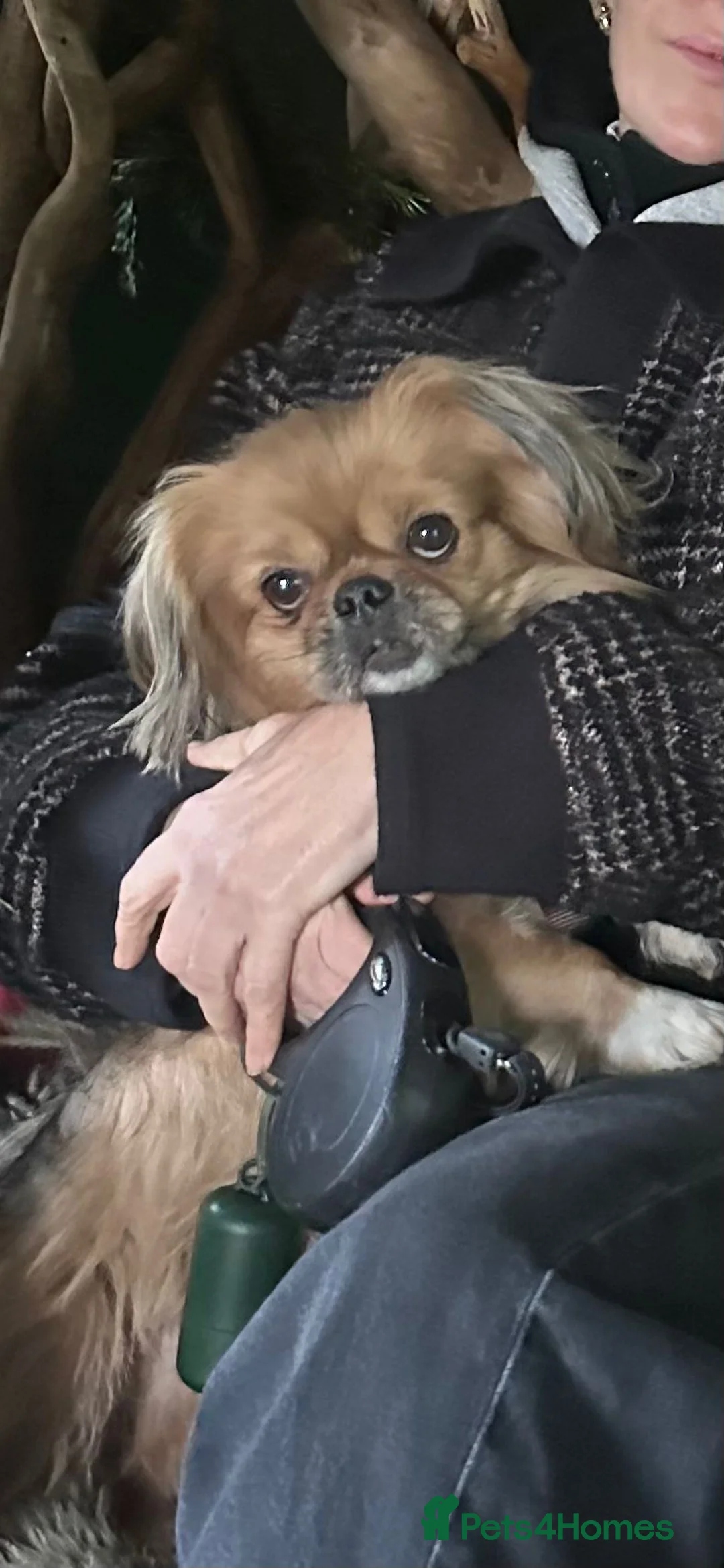 Mixed Breed dogs for adoption: 💙Barry💙- big personality wrapped in small body in Burton-on-Trent - Advert 1