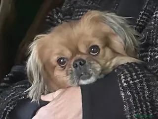 Mixed Breed dogs 💙Barry💙- big personality wrapped in small body in Burton-on-Trent - Advert 1