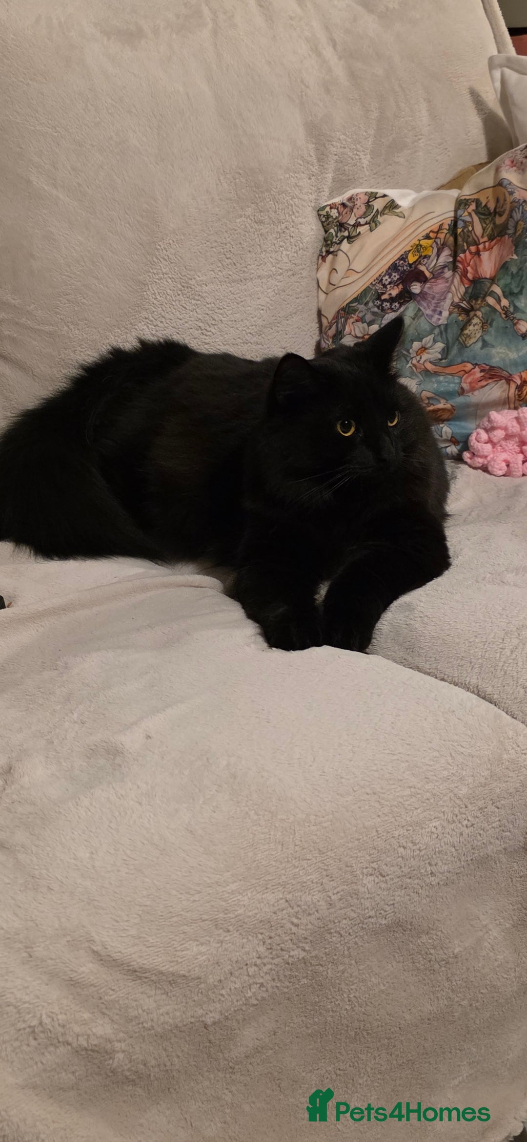 Mixed Breed cats for sale: Beautiful Beatrice - Advert 2