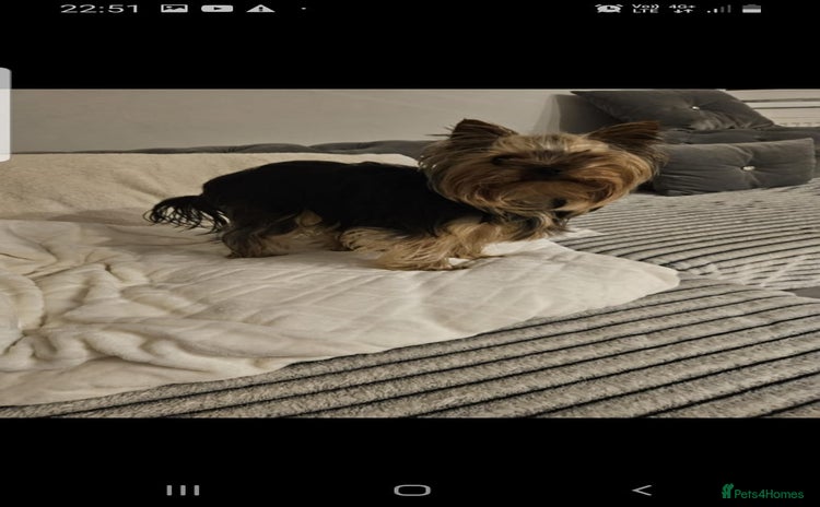 Yorkshire Terrier dogs - Advert 5