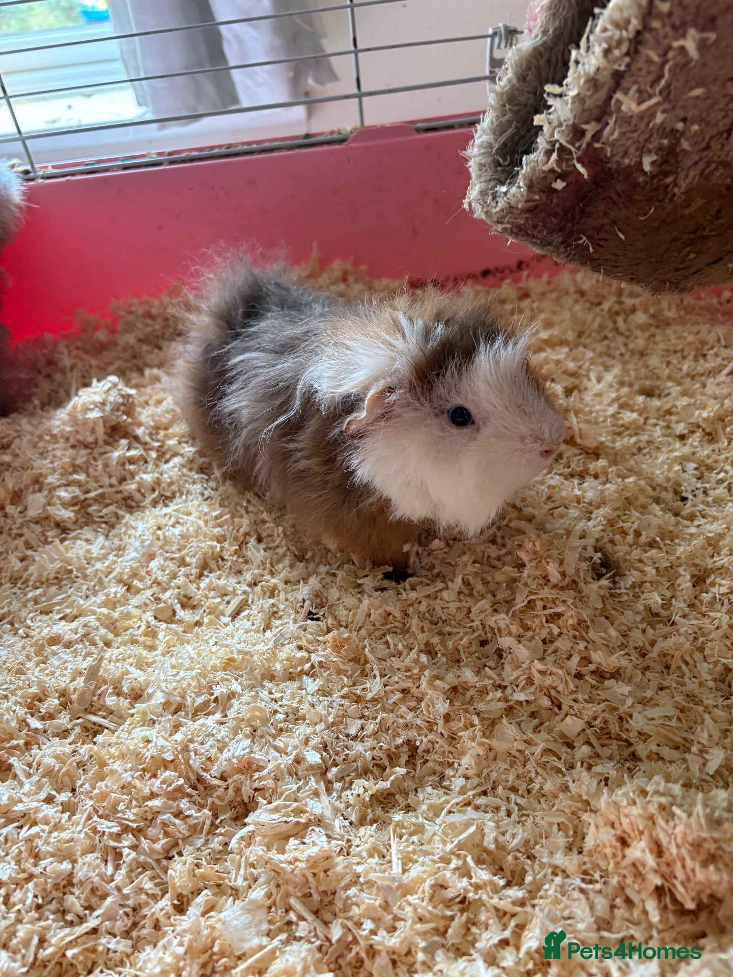 Guinea Pig rodents Guinea pigs free - Advert 9