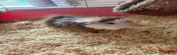 Guinea Pig rodents for sale: Guinea pigs free in Barking - Advert 4