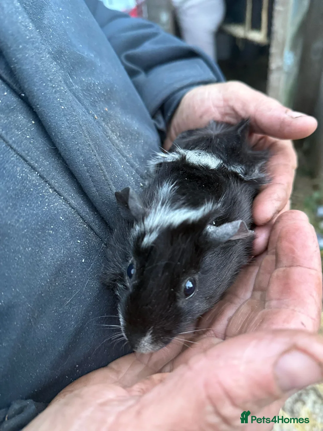 Guinea Pig rodents for sale: 20 guinea pigs for sale  - Advert 9