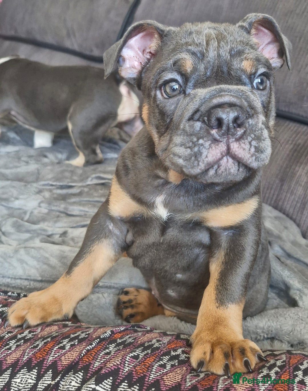 English Bulldog dogs for sale: Blue tri coloured bulldog puppys - Image 3