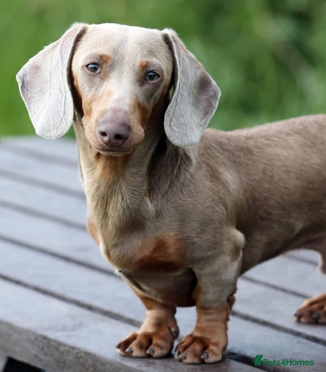 Miniature Dachshund dogs for sale: Stunning Miniature Piebald/Isabella Dachshunds 💙  - Advert 17