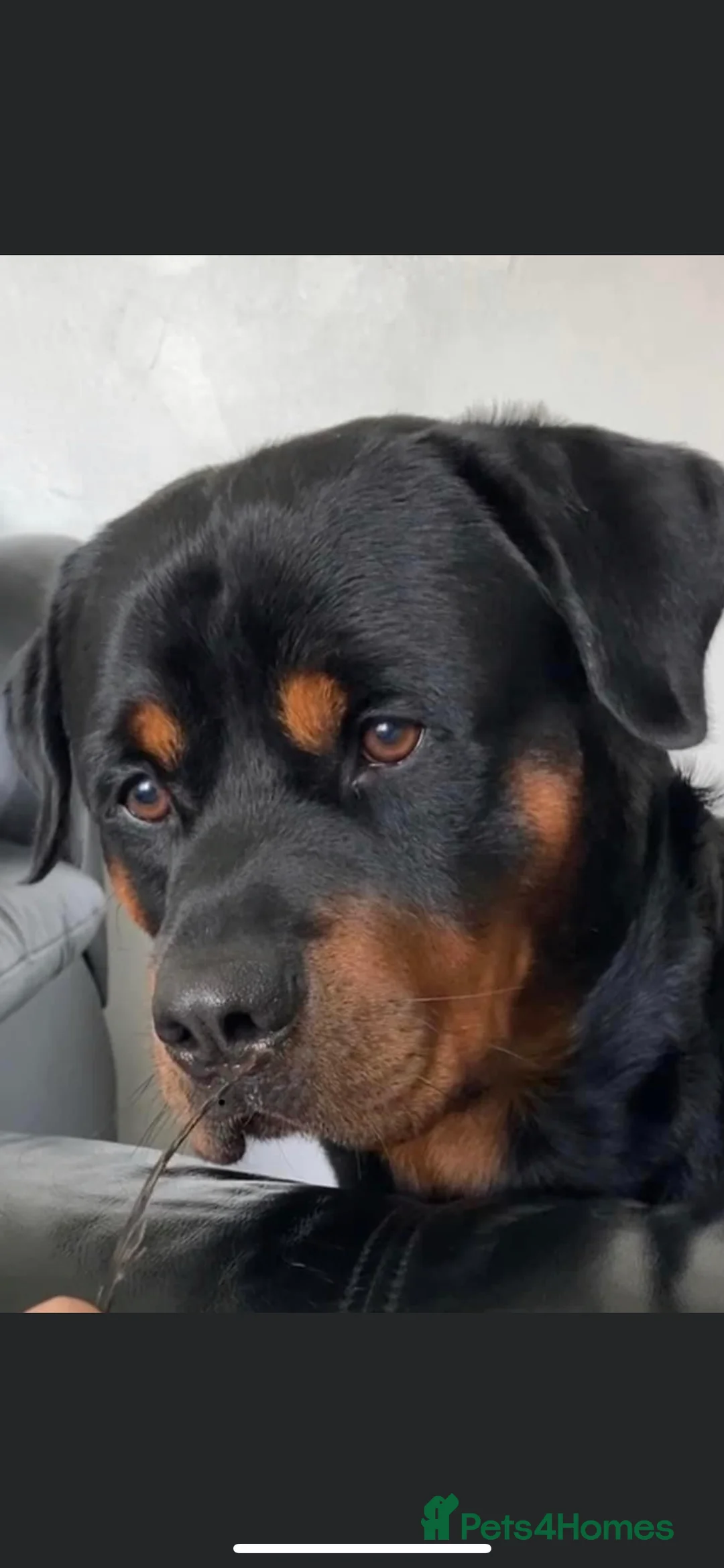 Rottweiler dogs for stud: •PROVEN •Very experienced stunning Rottweiler Stud in Doncaster - Advert 16