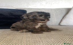 Mixed Breed dogs for sale: Cavapoochon X cockapoo - Image 1