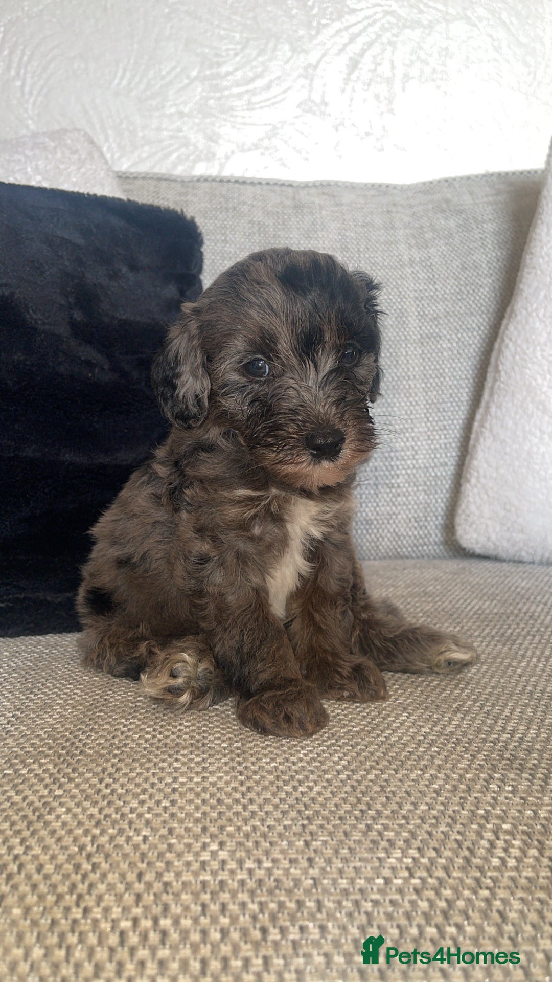 Mixed Breed dogs for sale: Cavapoochon X cockapoo - Image 1