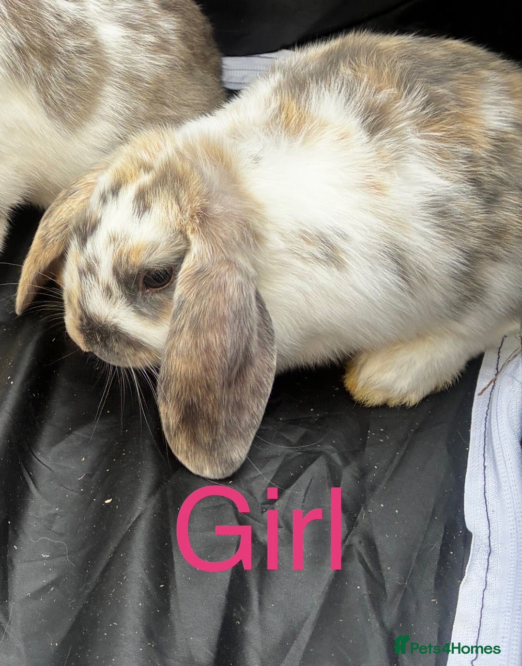 Mini Lop rabbits READY TO NOW Lop eared Rabbits - Advert 2