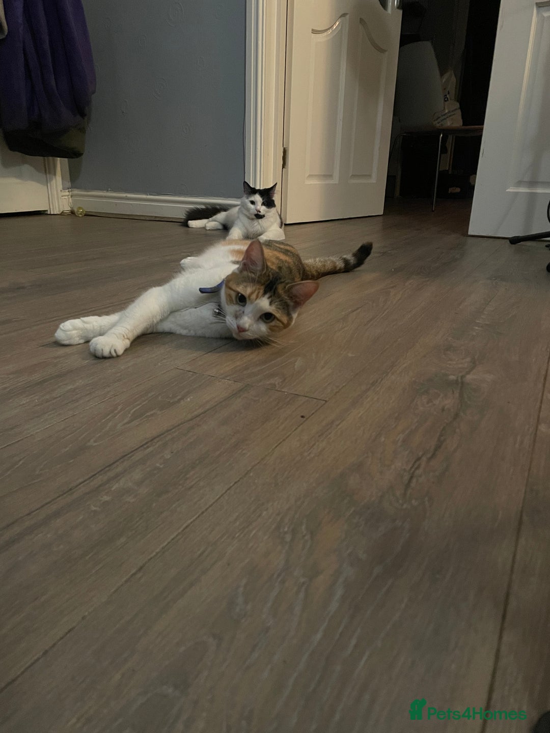 Domestic Shorthair cats for sale: Dojah (Calico) Fessor/Professor (cow cat)  - Image 6