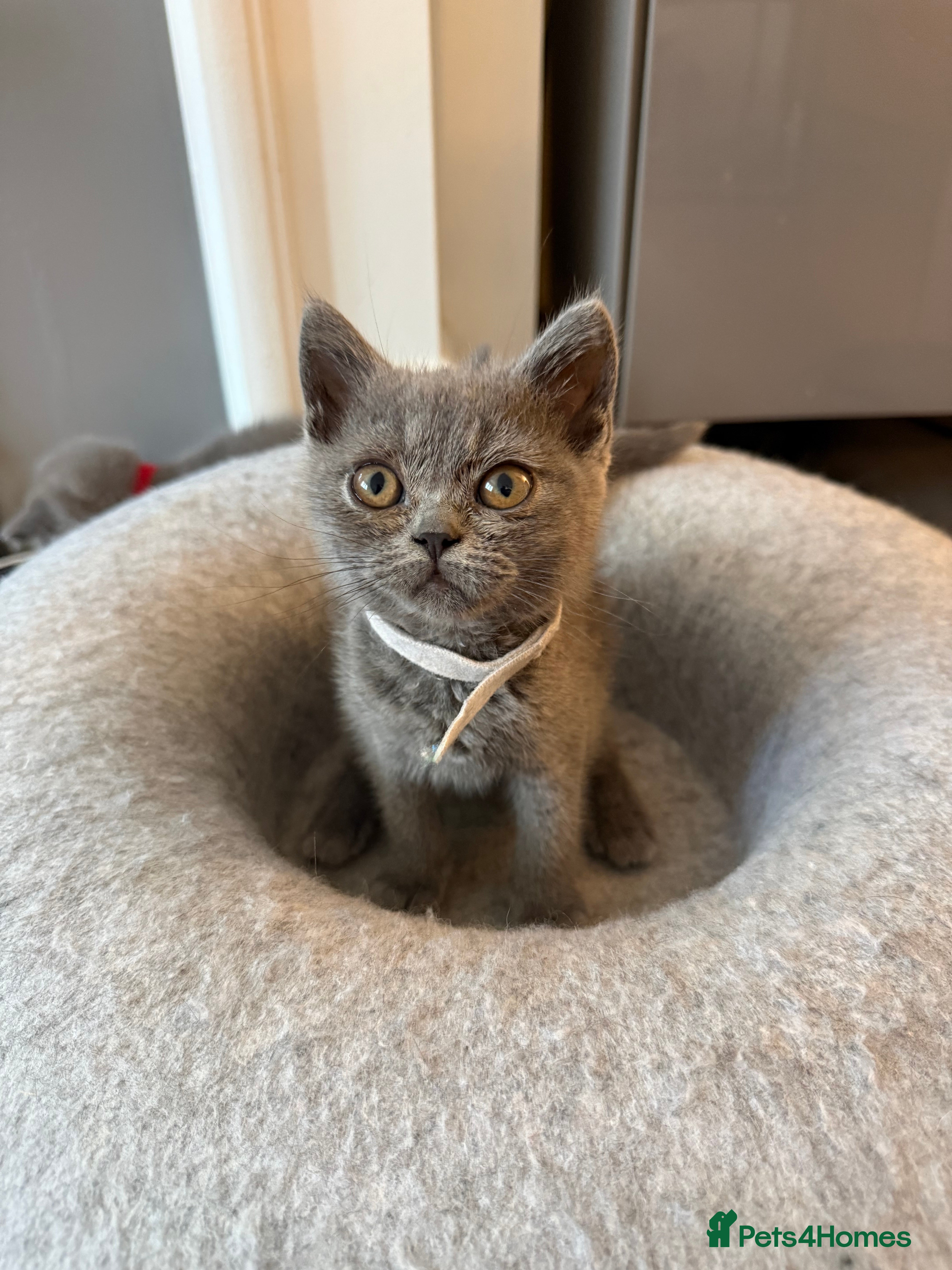 British Shorthair cats Ready to leave pedigree BSH kittens - Advert 2