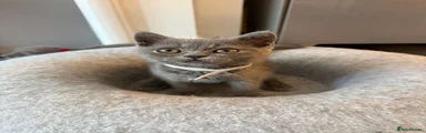 British Shorthair 4