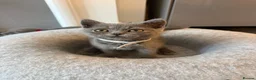 British Shorthair cats for sale: Ready to leave pedigree BSH kittens - Advert 2