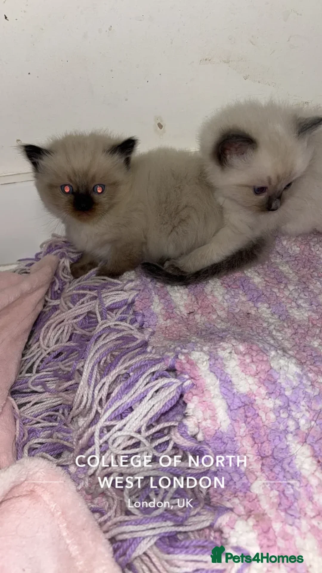 Ragdoll cats for sale:  Beautiful Female Lilac Ragdoll Kitten 🐾 - Advert 4