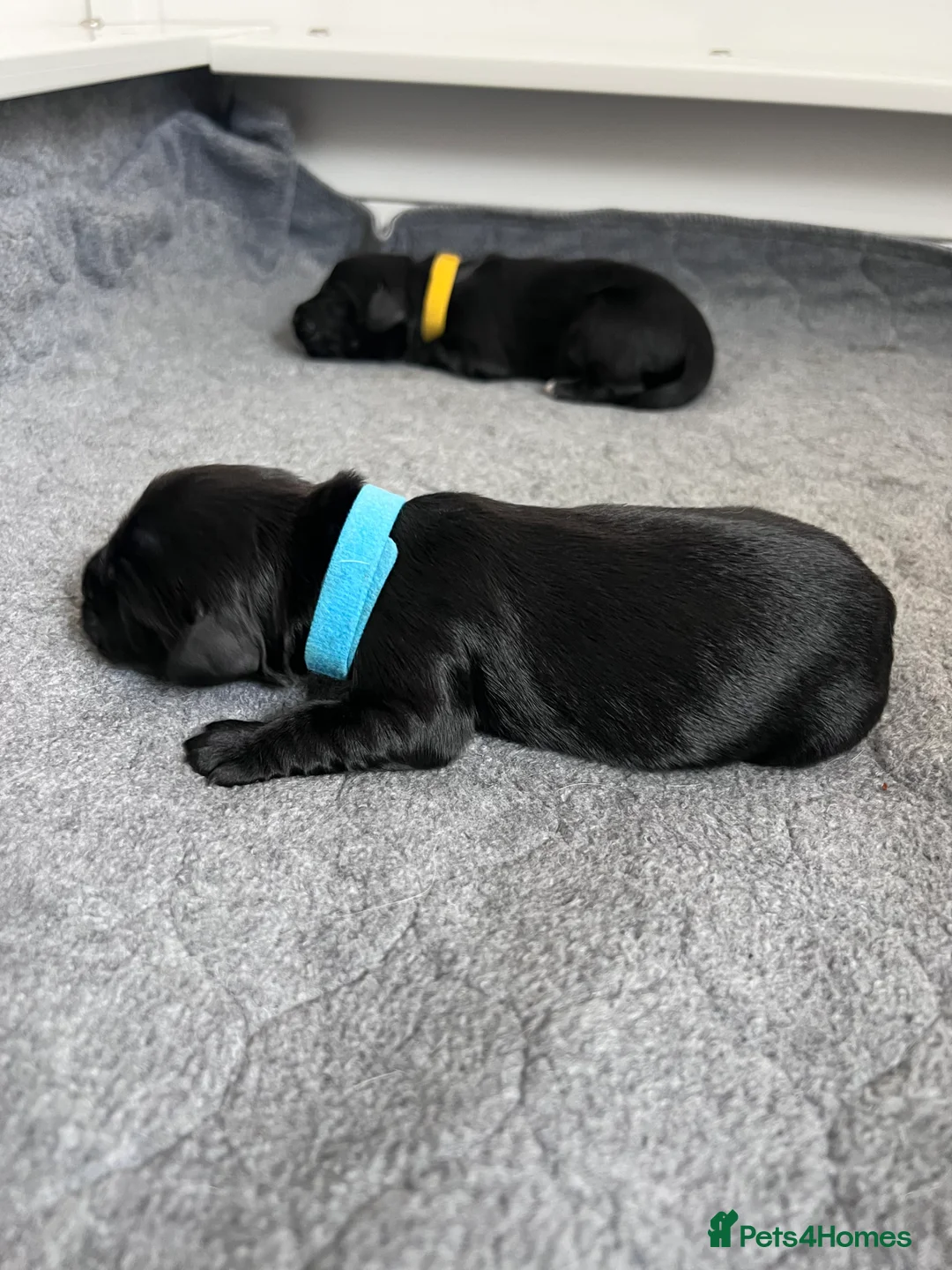 Sprocker dogs for sale: Adorable Sprocker Spaniel puppies Leeds - Advert 15