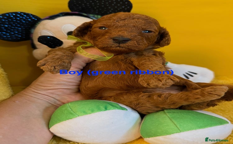 Toy Poodle dogs - Advert 16