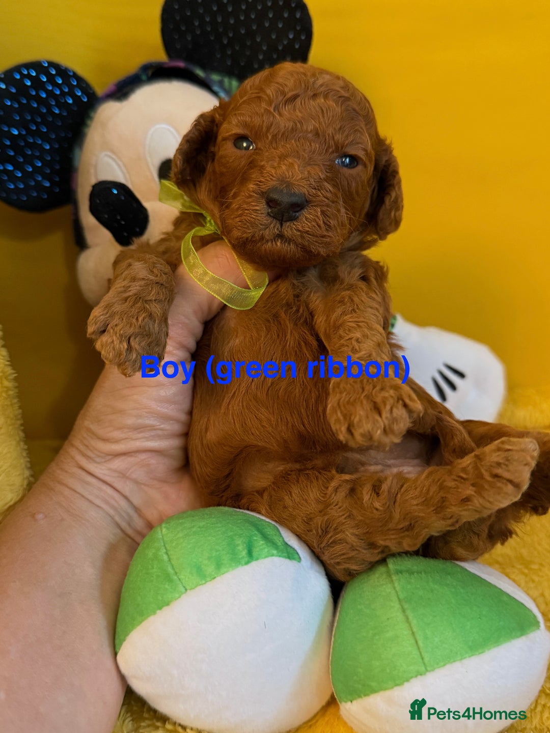 Toy Poodle dogs for sale: Stunning Deep Red Toy Poodles 🐩 Ready 16th Oct - Image 8