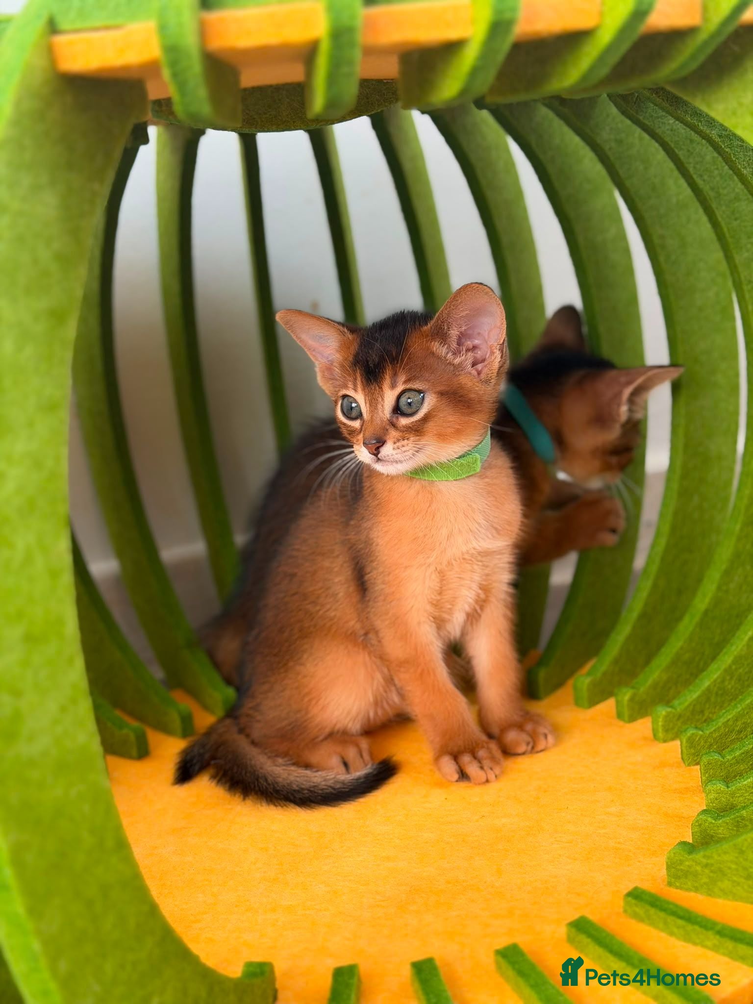 Abyssinian cats LAST TWO ABYSSINIAN MALE - Advert 1