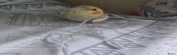 Cockatiels birds for sale: Pair of cockatiels for sale (read description) - Advert 6