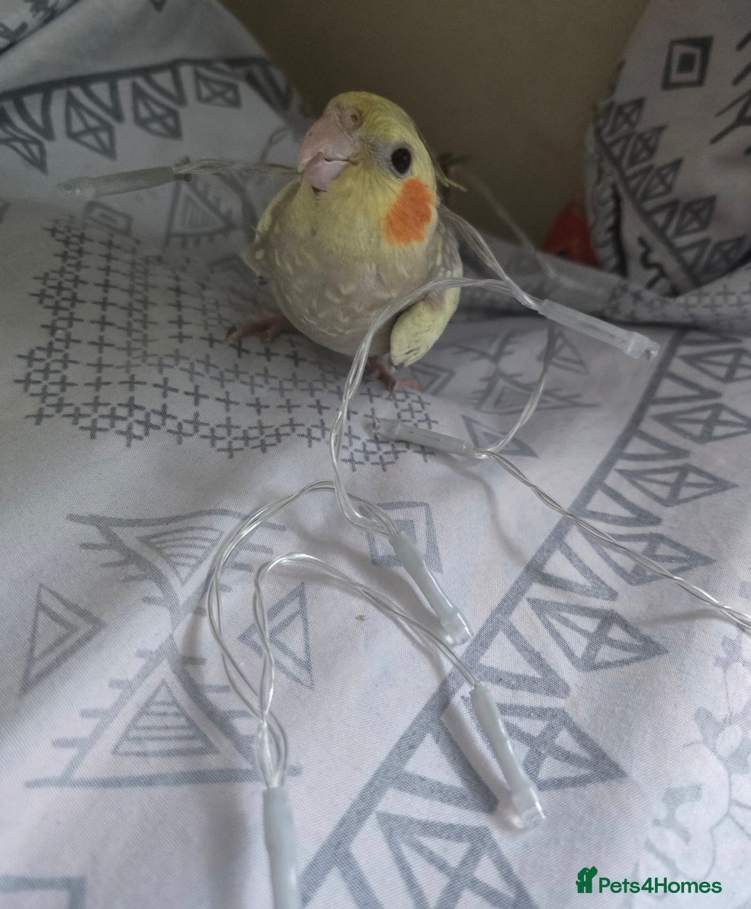 Cockatiels birds for sale: Pair of cockatiels for sale (read description) - Advert 6