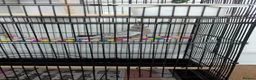 Cockatiels birds for sale: Lovely tamed Cockatiel in Liverpool - Advert 3