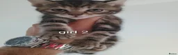 Mixed Breed cats for sale: 4 Kittens (2 Boys 2 Girls) for Sale - Advert 4