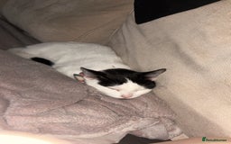 Domestic Shorthair cats for sale: Shadow and mickey - Image 7