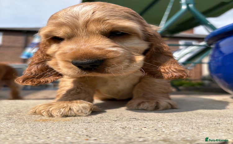 Cocker Spaniel dogs - Advert 14