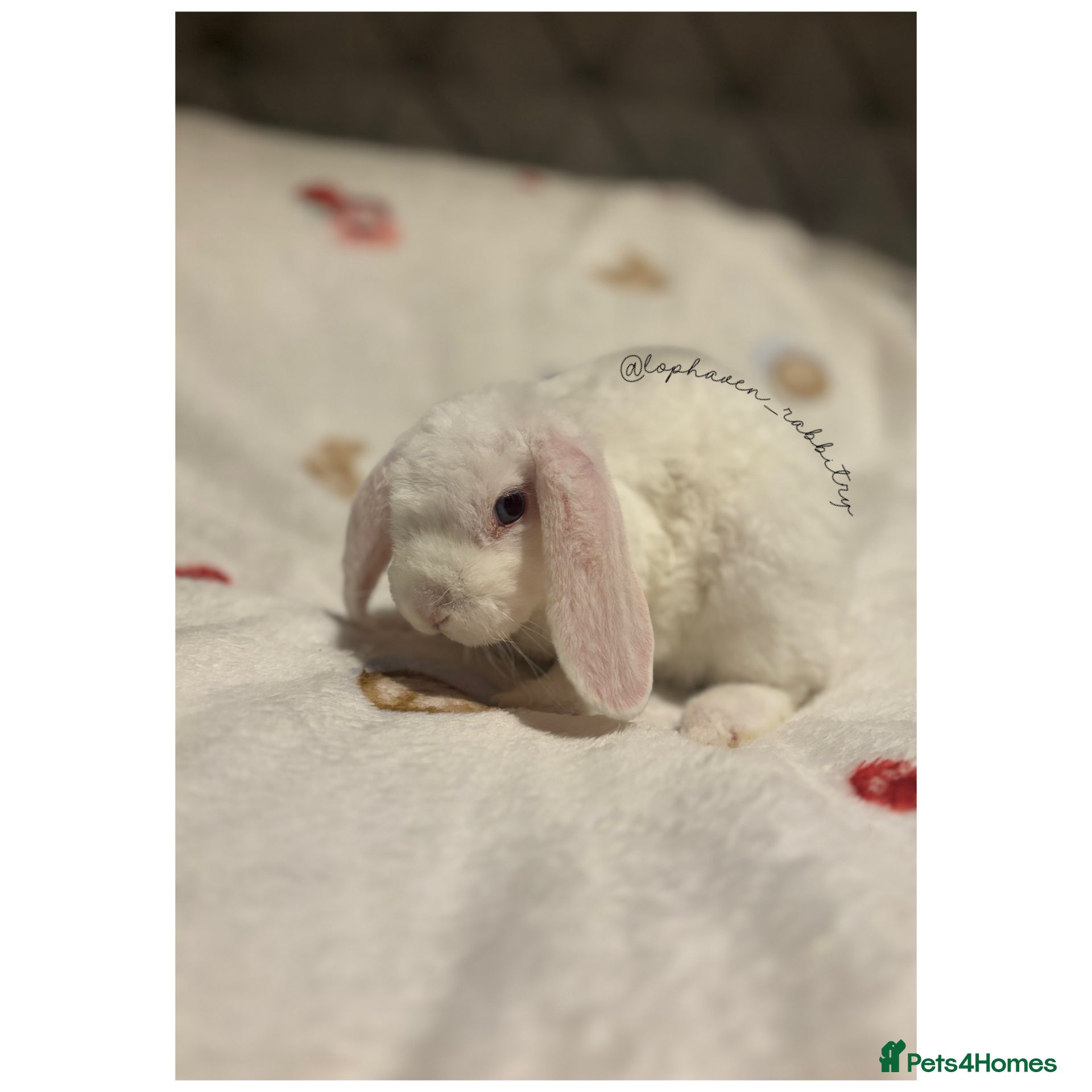 Mini Lop rabbits ✨Mini plush lops READY NOW ✨ - Advert 1