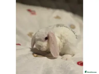 Mini Lop rabbits ✨Mini plush lops READY NOW ✨ - Advert 1